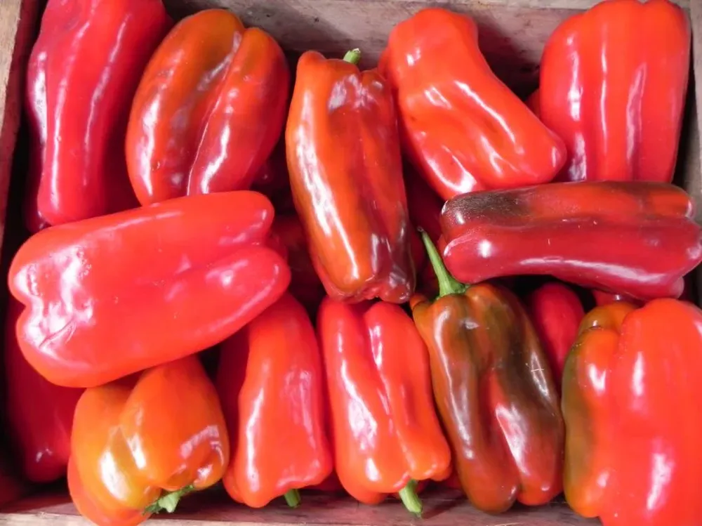 A mediados de 2016 el morrón llegó a costar más de $ 300 el kilo.