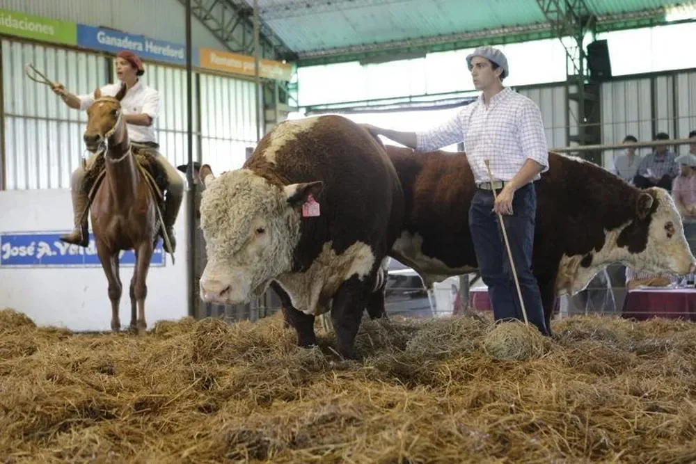 Animales destacados de reconocidas cabañas habrá en Tacuarembó