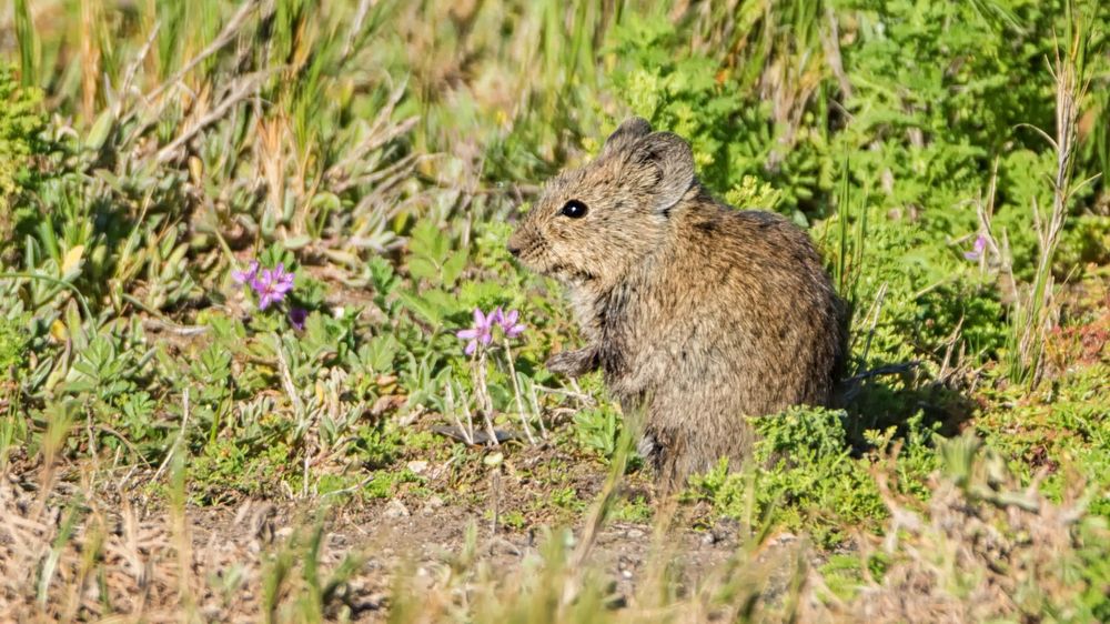 Las ratas de arbusto Karoo viven solas, pero construyen madrigueras de palos grandes para protegerse de los cambios bruscos de temperatura y de los depredadores.