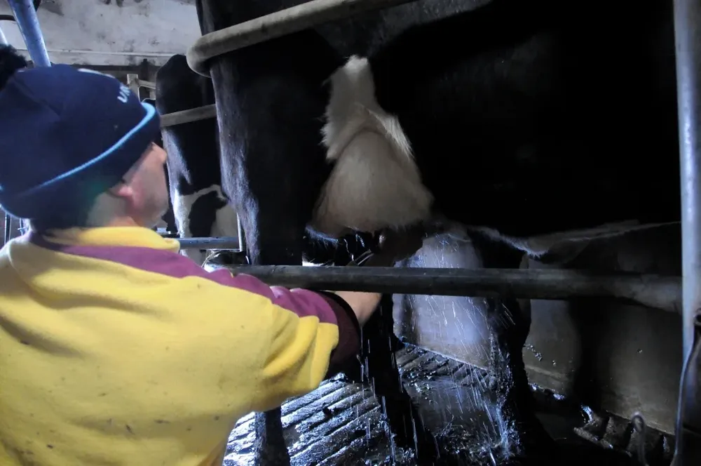 Cayó la producción de los tambos por las altas temperaturas