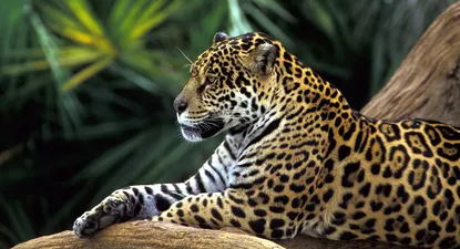 El Observador | 0000348569.webp