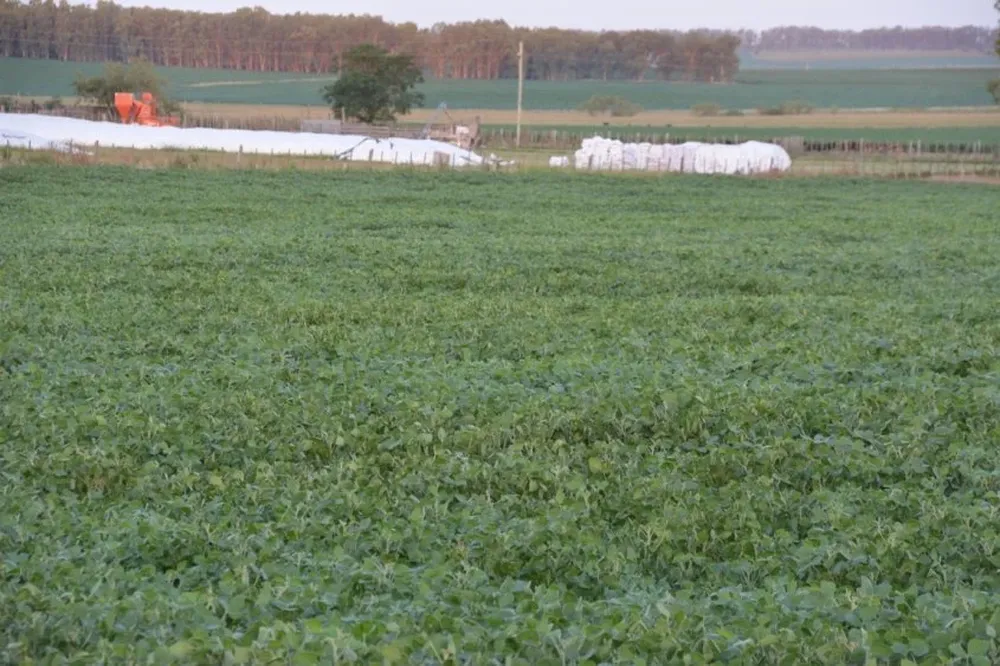 El productor responde con mejor producción cuando las condiciones del negocio son claras, dijo Zerbino.