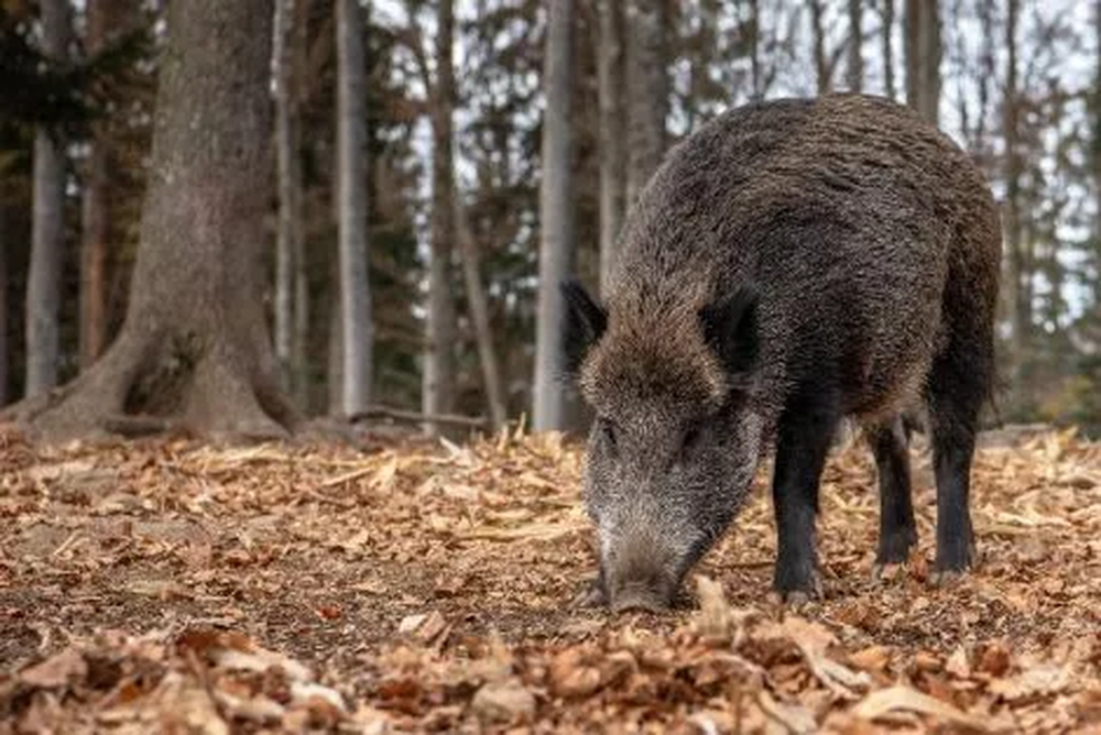 Los jabalíes suelen comer restos de comida que aparecen en las zonas que habitan.