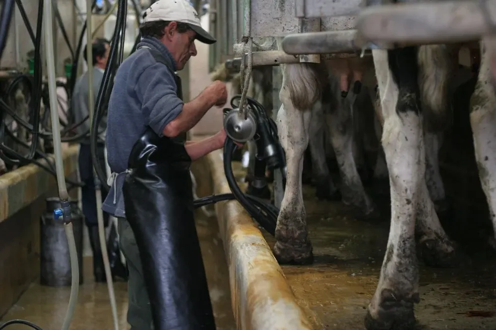 El tambo, uno de los sectores que más ha utilizado la herramienta de Colonización.