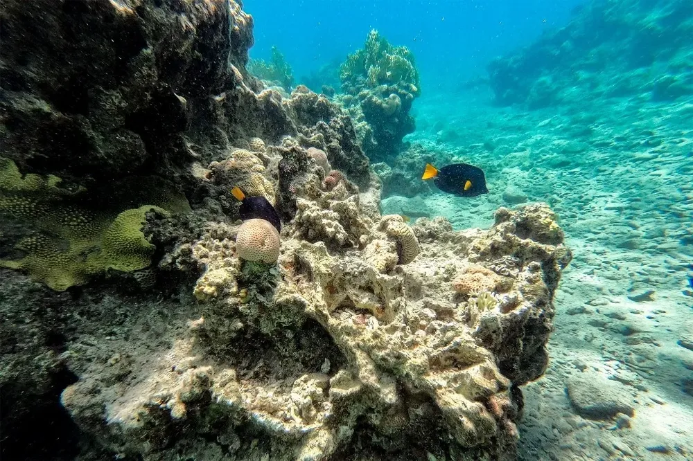 Aunque ocupan menos del 0,2% del fondo marino, los arrecifes albergan más del 25% de la biodiversidad marina mundial.