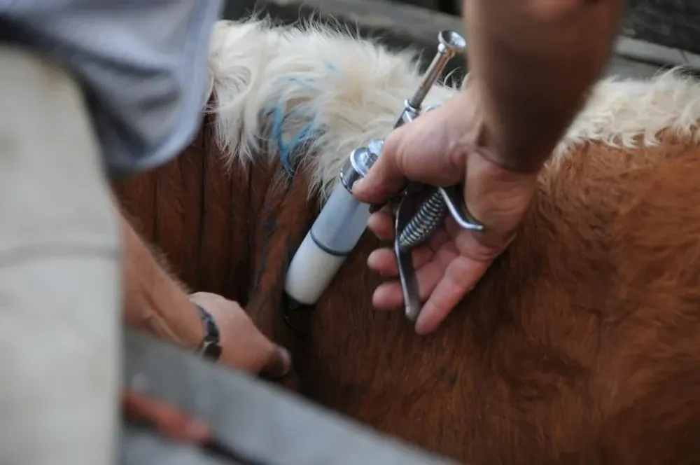 Desde el MGAP se trasladaron recomendaciones puntuales a los productores y veterinarios.