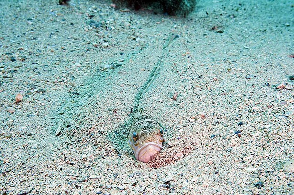 Pez araña: en qué playas de España se encuentra, qué hacer cuando ataca ...