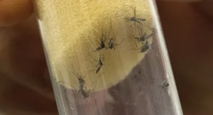 El mosquito Aedes está en Uruguay.