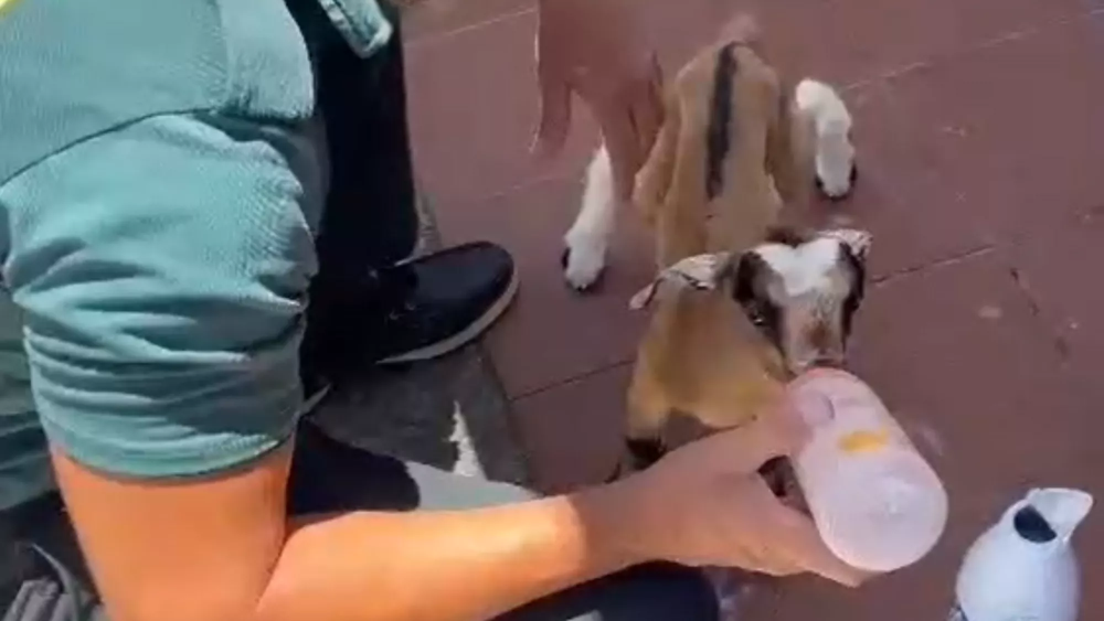 Agentes de la Guardia Civil alimentan al cabrito rescatado con un biberón