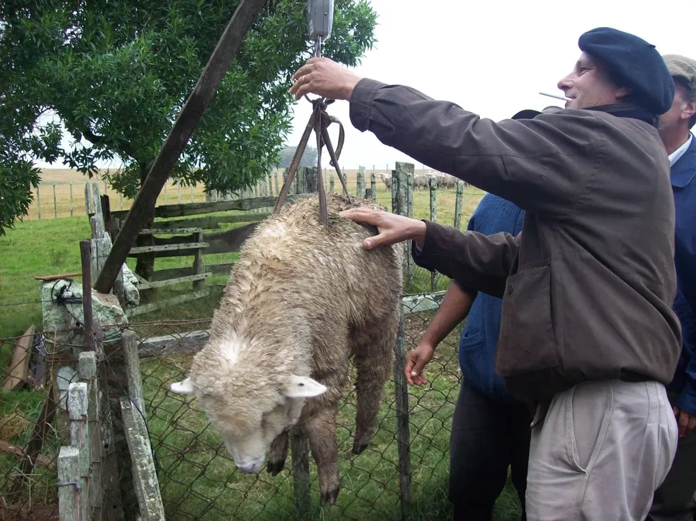 Pesada de corderos en campo, en Rocha.