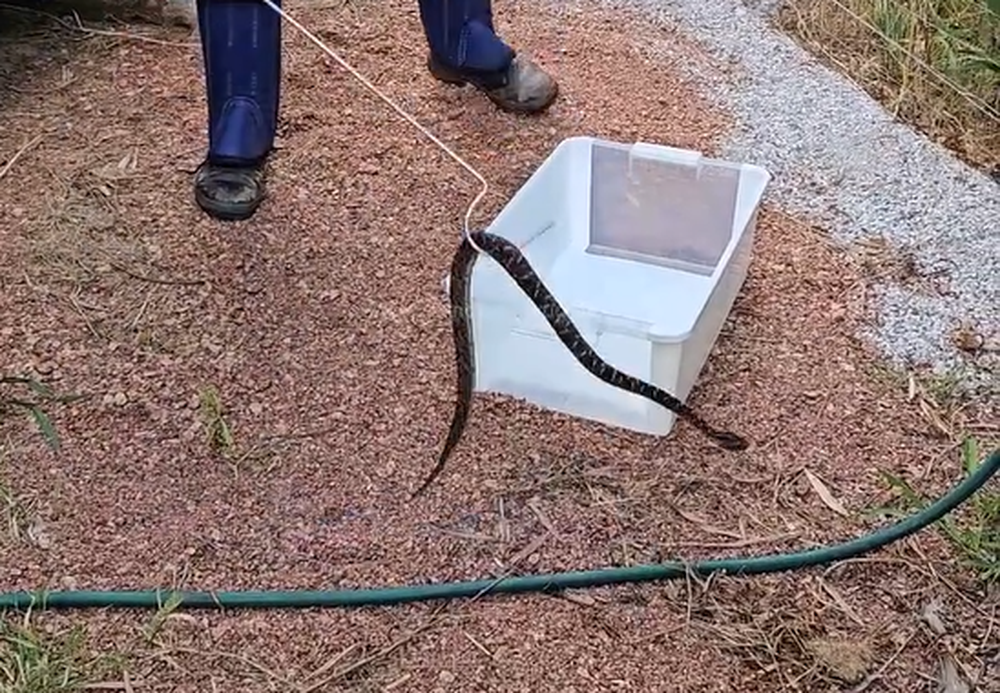 Alternatus Uruguay rescató una serpiente yarará