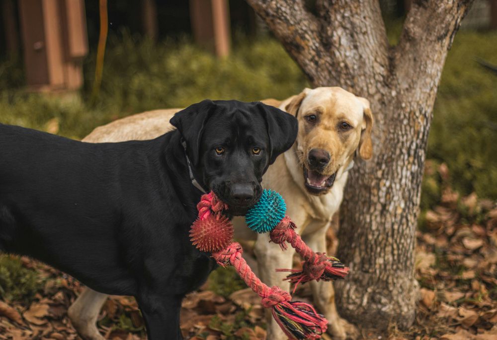 Tu perro puede disfrutar de una variedad interminable de juguetes.  