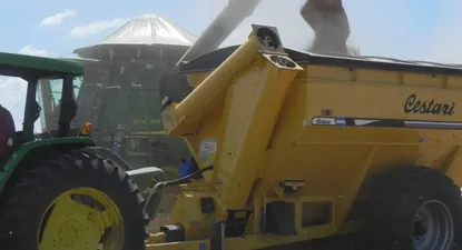 Alimentos: trigo, uno de los cereales con mayor incidencia en los promedios de precios.