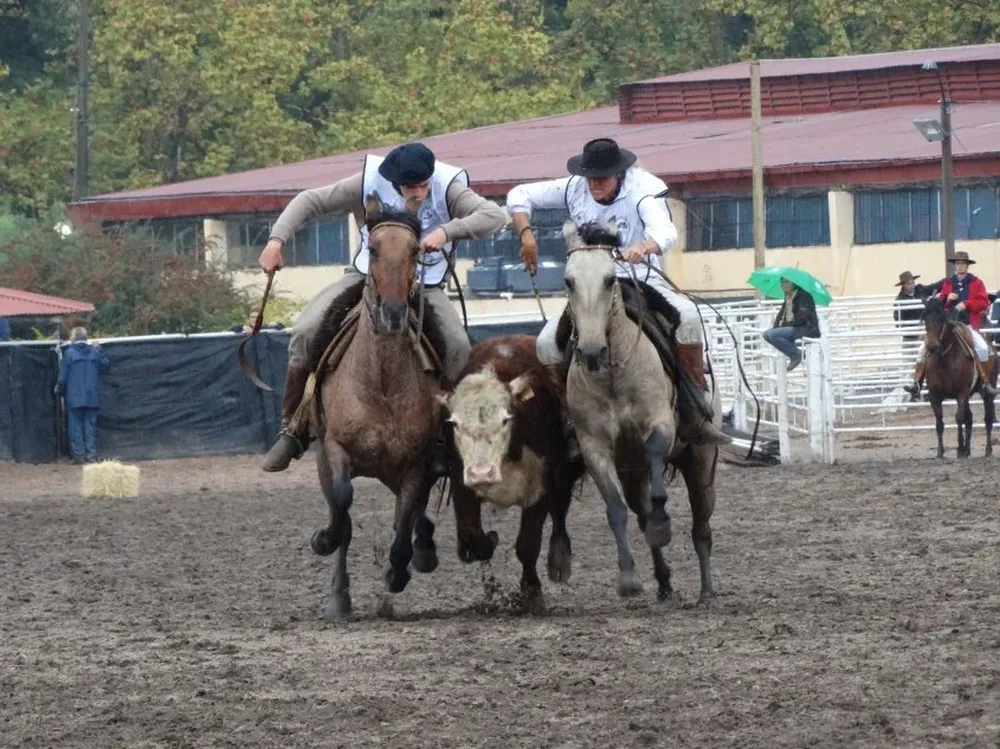 La enfermedad del muermo equino, presente en Brasil, no ha ingresado a Uruguay.