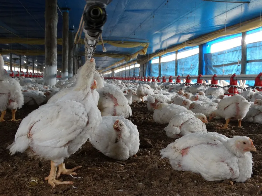 Engorde de pollos parrilleros.