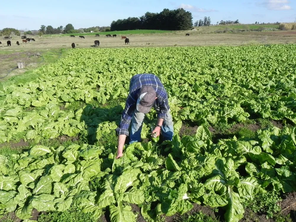 Sector granjero en Uruguay, clave para el abasto interno de frutas y hortalizas, entre otros agroalimentos.