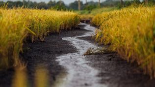 Productores arroceros en una situación que no les es extraña: obligados a obtener rendimientos récord. Productores arroceros en una situación que no les es extraña: obligados a obtener rendimientos récord.