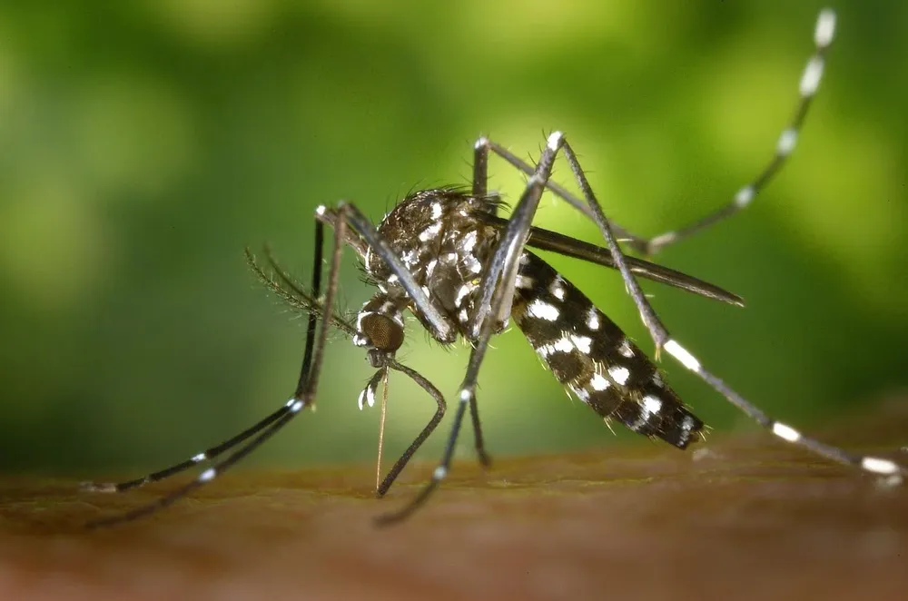 El dengue es una enfermedad viral transmitida principalmente por el mosquito Aedes aegypti