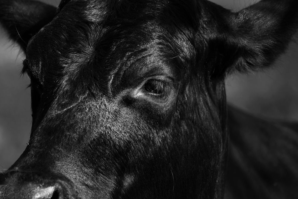 Minerva volvió a la carga y tensionó al sector ganadero en Uruguay.