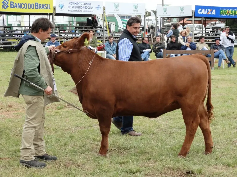 El jurado argentino Carlos Ojea observa la vaquillona de Bayucuá