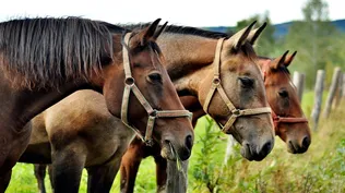 Preocupación por casos de caballos enfermos en la zona litoral del Uruguay.