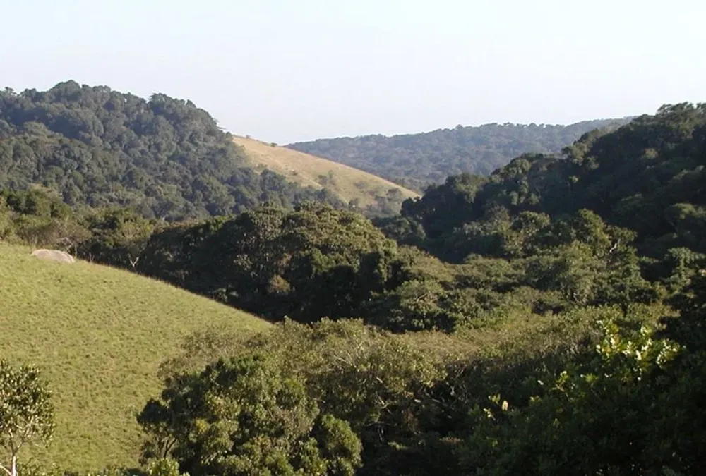 Africa es una de las zonas del mundo que más bosques perdió