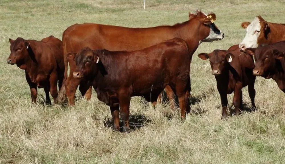 Terneros Senpol,de trasplante embrionario, al pie de vaca Hereford