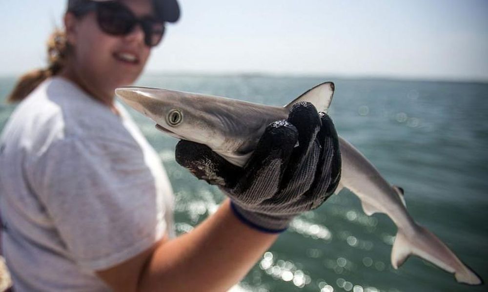 Biólogos marinos examinaron 13 tiburones en la costa de Río (Foto de archivo)