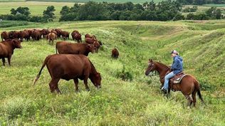 La ganadera Yvette Mannon ya lidiaba con los efectos de un devastador incendio forestal y el aumento del precio del combustible antes de que Estados Unidos anunciara nuevas importaciones de carne de res extranjera.