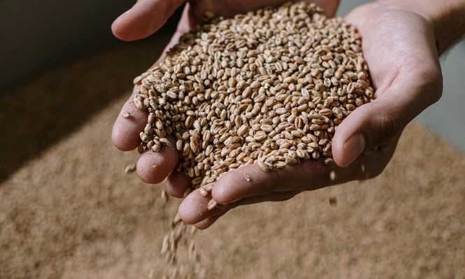 Brasil, como en otros rubros agrícolas, procura despegar en trigo.