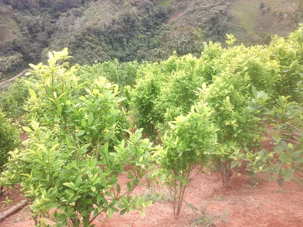 Cultivos de coca en Colombia