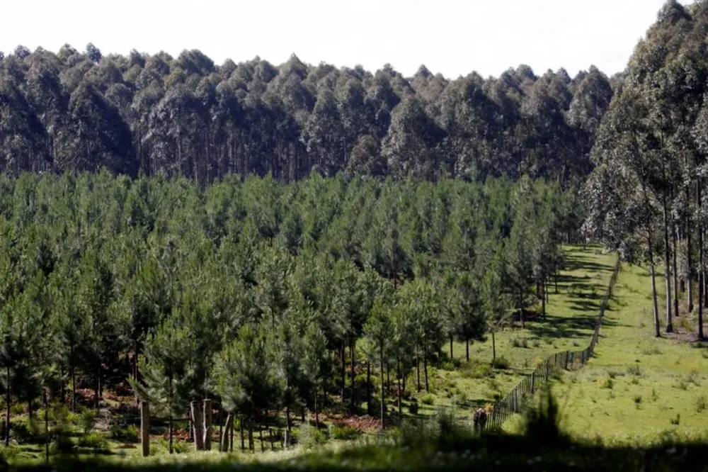 El sector forestal se puede posicionar también a través de una marca