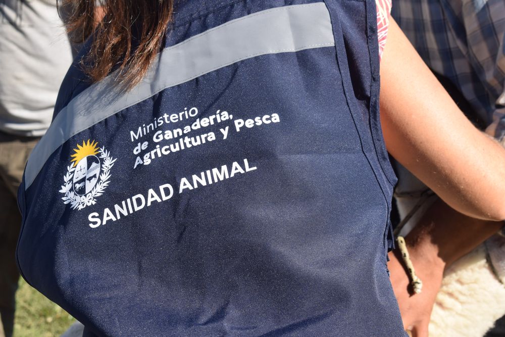 Veterinaria: en las Jornadas Uruguayas de Buiatría se valoró el aporte de la profesión.