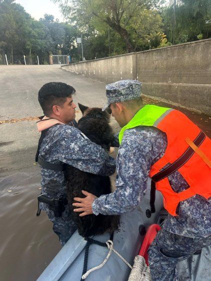 Rescate de la Armada a una perra ovejera