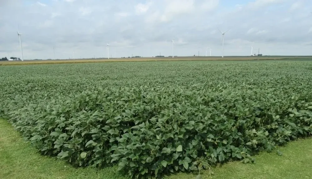 Cultivo de soja en el estado de Illinois, en Estados Unidos