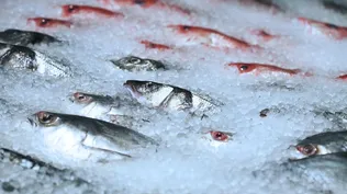 Pesca industrial, uno de los productos alimenticios de exportación en Uruguay.
