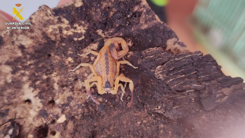 Escorpión venenoso incautado por la Guardia Civil en la vivienda de una persona en el municipio de Telde, en Gran Canaria.