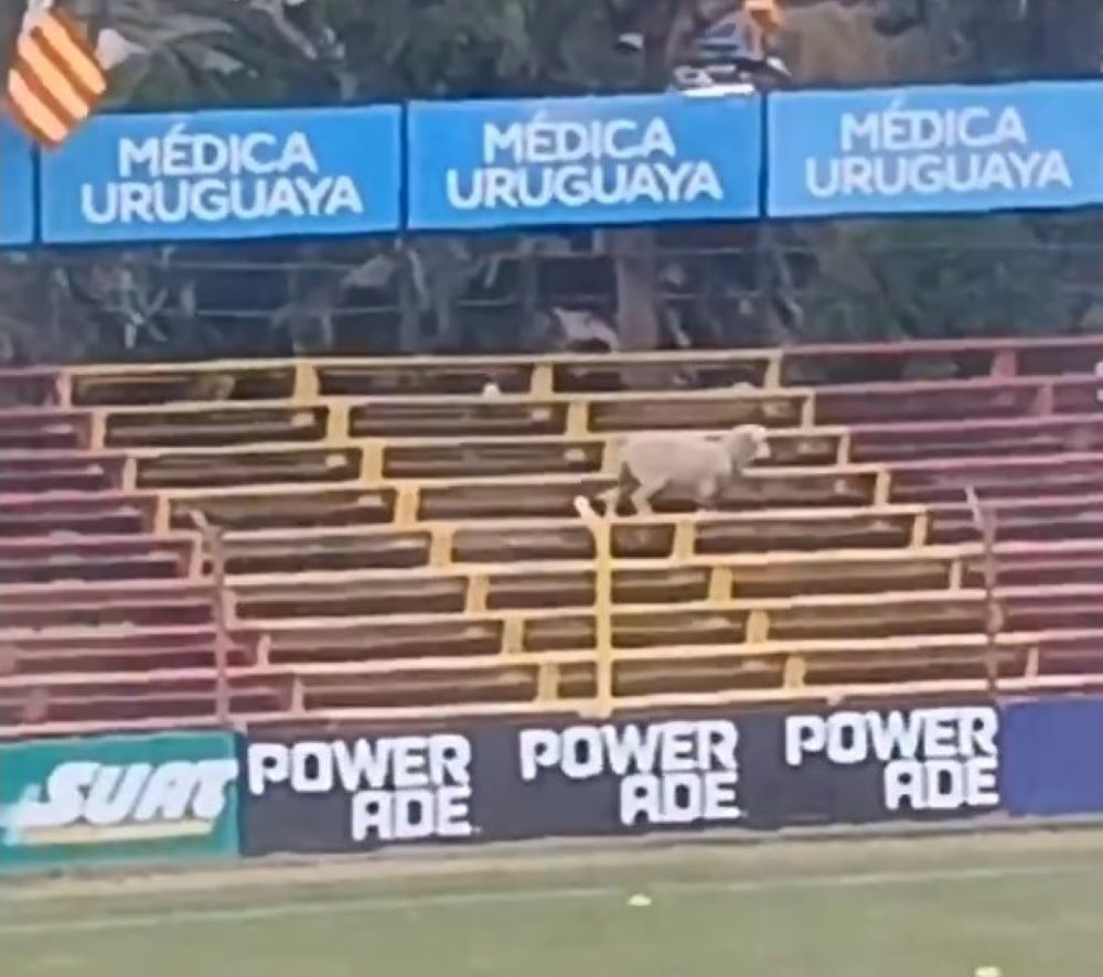 Una oveja apareció en el Parque Paladino previo al partido entre Progreso y Defensor Sporting