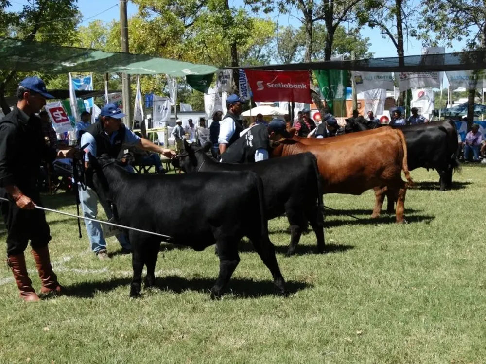 Los Angus exhiben hoy su potencial en la Expo Durazno