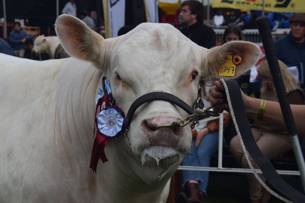 Actividades ganaderas: comienzan las juras en ovinos, equinos, aves y conejos, con las de los bovinos programadas desde el lunes 9. Actividades ganaderas: comienzan las juras en ovinos, equinos, aves y conejos, con las de los bovinos programadas desde el lunes 9.