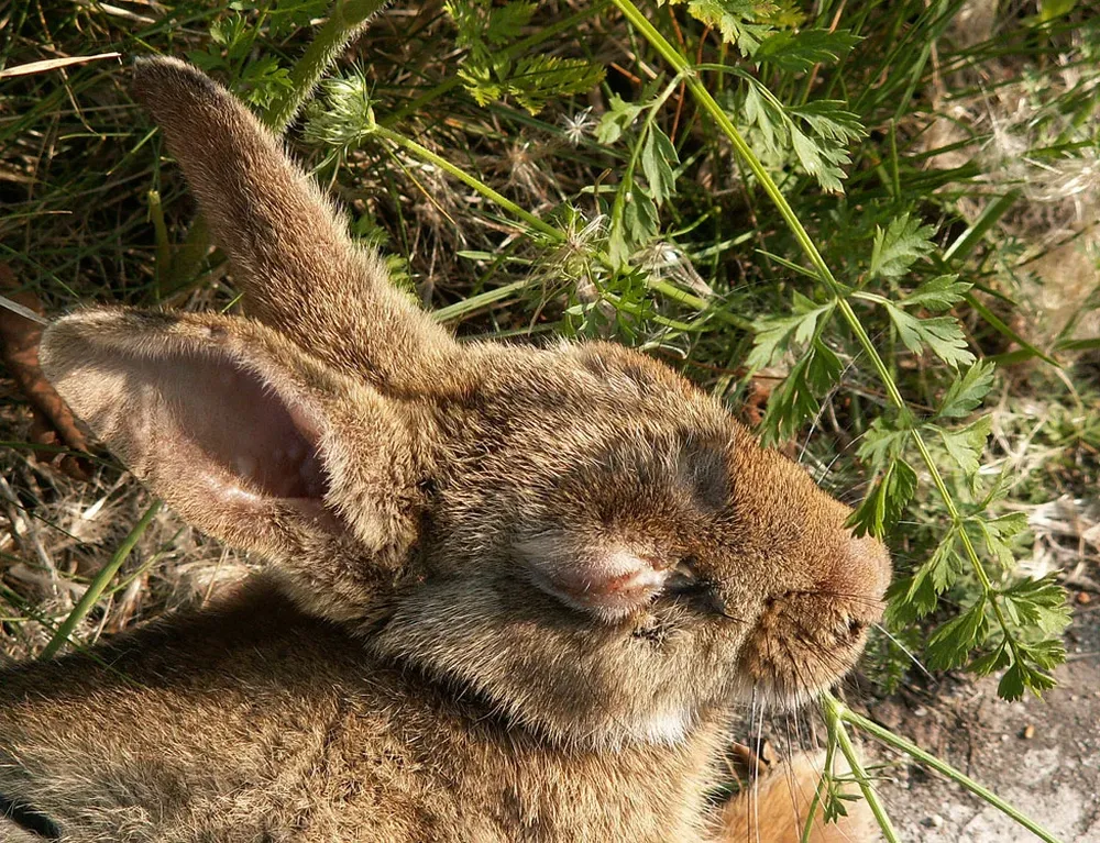 Un conejo enfermo de mixomatosis. El virus, que causa tumores, arrasó con estos animales.