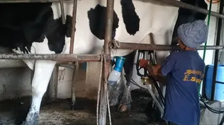 El tambo, con capacidad para cuatro vacas.