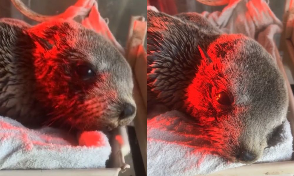 ONG rescató a una loba marina juvenil&nbsp;