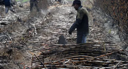 ALUR pretende que la materia prima tenga un valor relacionado a precios internacionales y no en base a costos.