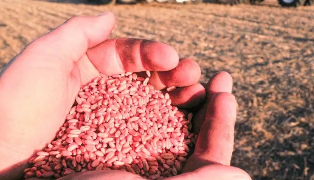 La intención de siembra de trigo quedó incompleta por el exceso de lluvias