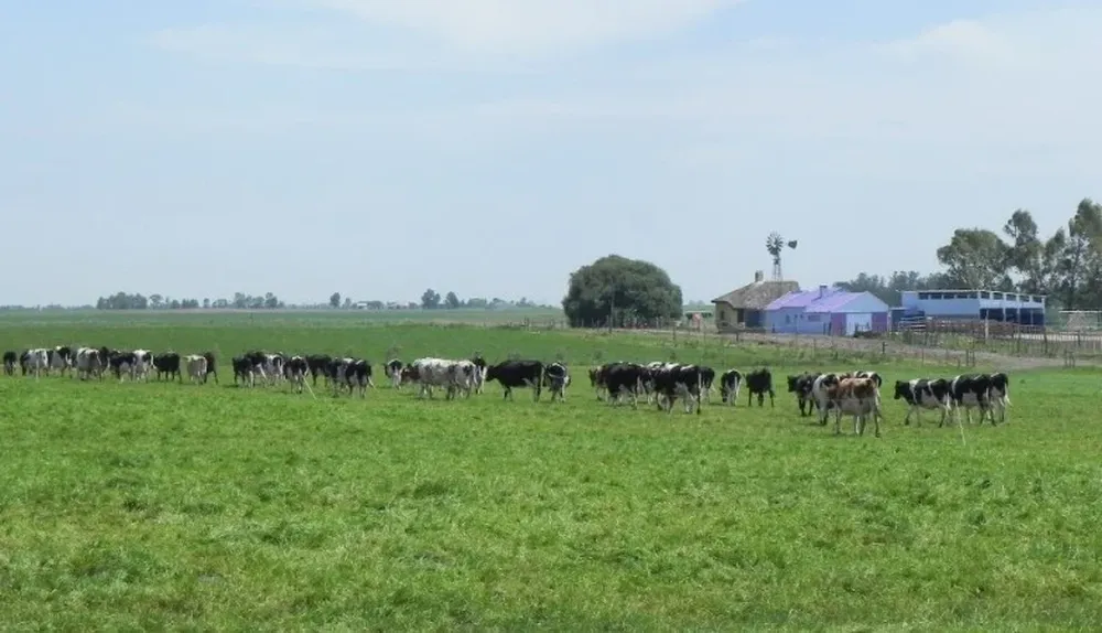 Menos productores producen más y mejor leche