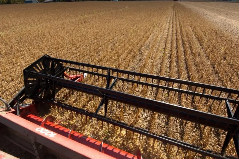 Informe del USDA hizo perder pie a la soja en los mercados