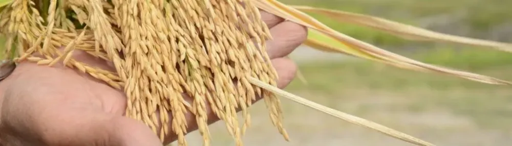 Ya se ha exportado 37% de la producción arrocera de la última zafra 2016/2017