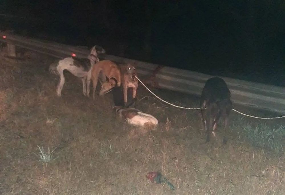 Perros de los uruguayos que tuvieron el accidente en Entre Ríos