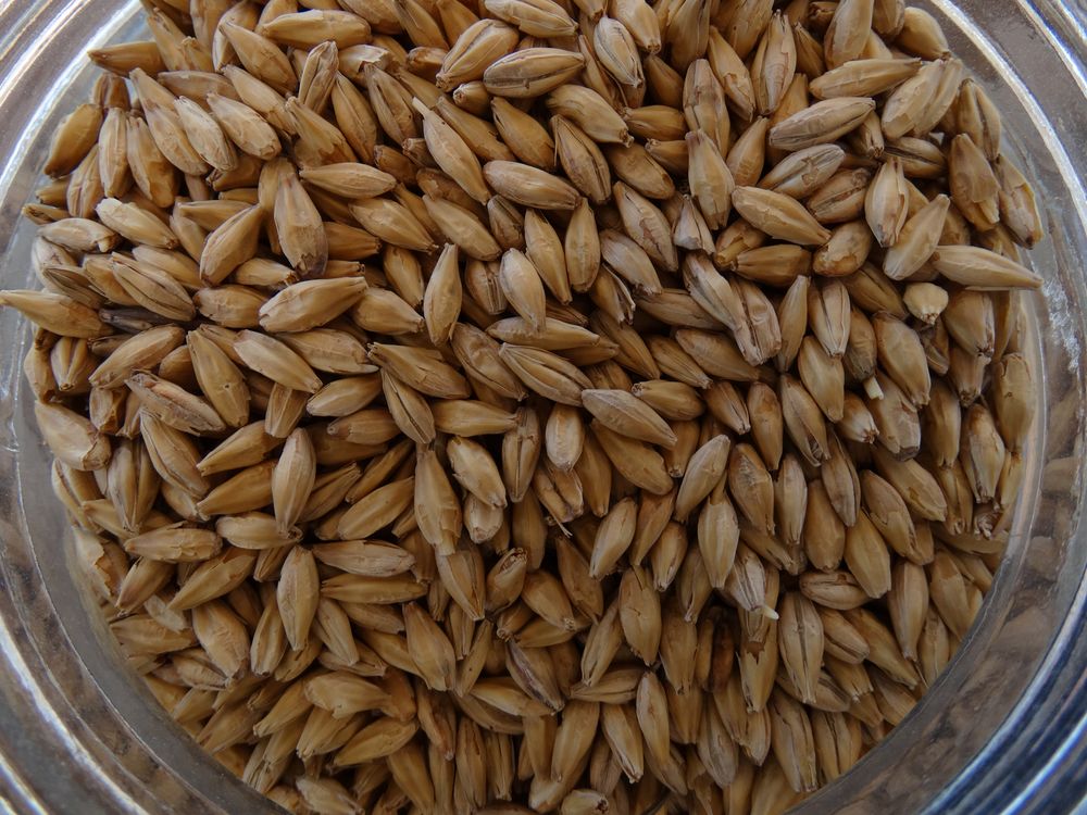 INIA: estimular la investigación en producción vegetal, una de las prioridades.